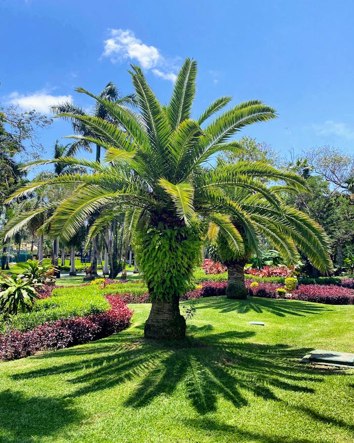 palm-tree-in-a-park-17041134 Beautiful lush garden featuring a prominent palm tree on a sunny day.